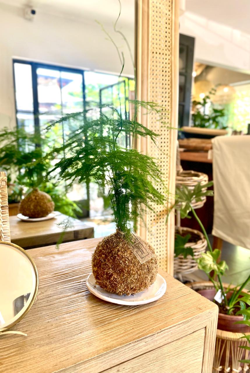 Kokedama Helecho Ilusión + Platito esmaltado