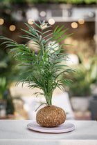Kokedama Chamadorea + Plato esmaltado