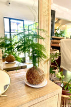 Kokedama Helecho Ilusión + Platito esmaltado
