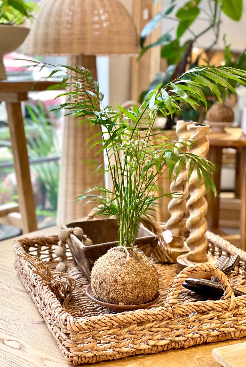 Kokedama Mini Palmerita + Plato esmaltado alto